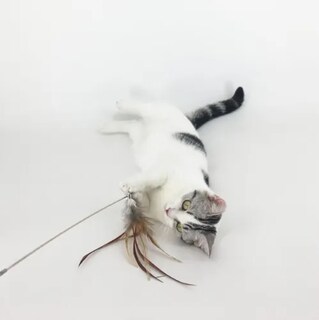 Foto 3 | Varita Plumas Xtellar Pro Gatos Juguete Interactivo Extensible