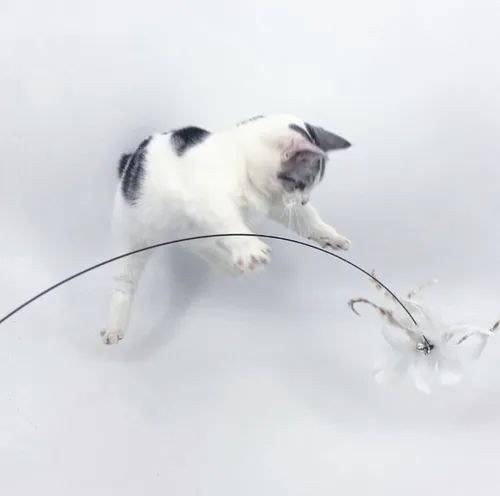 Foto 4 | Varita Plumas  Xtellar Pro Gatos Juguete Interactivo Extensible