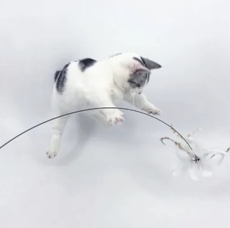 Foto 4 | Varita Plumas Xtellar Pro Gatos Juguete Interactivo Extensible