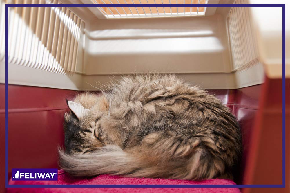Foto 7 pulgar | Spray Feliway Classic Para Gatos, 60 Ml, Para Viajes En Coche Y Visitas Al Veterinario - Venta Internacional.