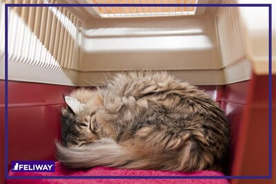 Foto 6 | Spray Feliway Classic Para Gatos, 60 Ml, Para Viajes En Coche Y Visitas Al Veterinario - Venta Internacional.