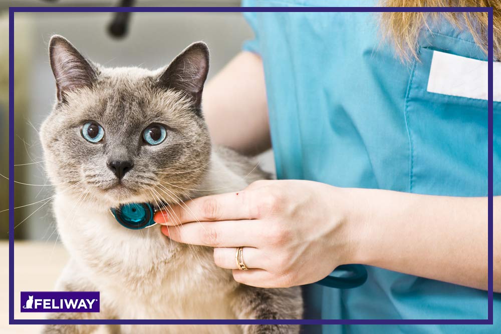 Foto 7 | Spray Feliway Classic Para Gatos, 60 Ml, Para Viajes En Coche Y Visitas Al Veterinario - Venta Internacional.