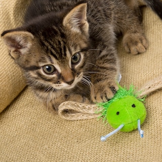 Foto 4 | Hierba Gatera Para Gatos Hartz Just For Cats, Yute Bug, Con Cascabel - Venta Internacional.