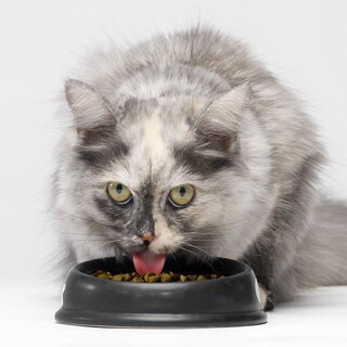 Foto 5 | Comida Para Gatos Open Farm, Pescado Blanco Capturado De Temporada, 1,8 Kg - Venta Internacional.