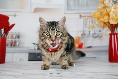 Foto 2 | Hairball Remedy Paste Hartz Para Gatos Y Gatitos, 75 Ml - Venta Internacional.