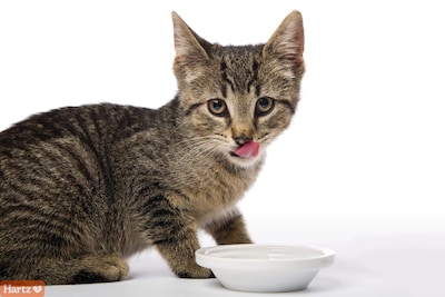 Foto 3 | Hairball Remedy Paste Hartz Para Gatos Y Gatitos, 75 Ml - Venta Internacional.