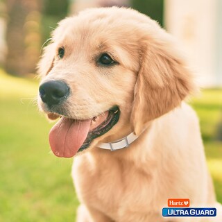 Foto 7 | Collar Antipulgas Y Garrapatas Hartz Ultraguard Para Perros De 7 Meses, Blanco - Venta Internacional.