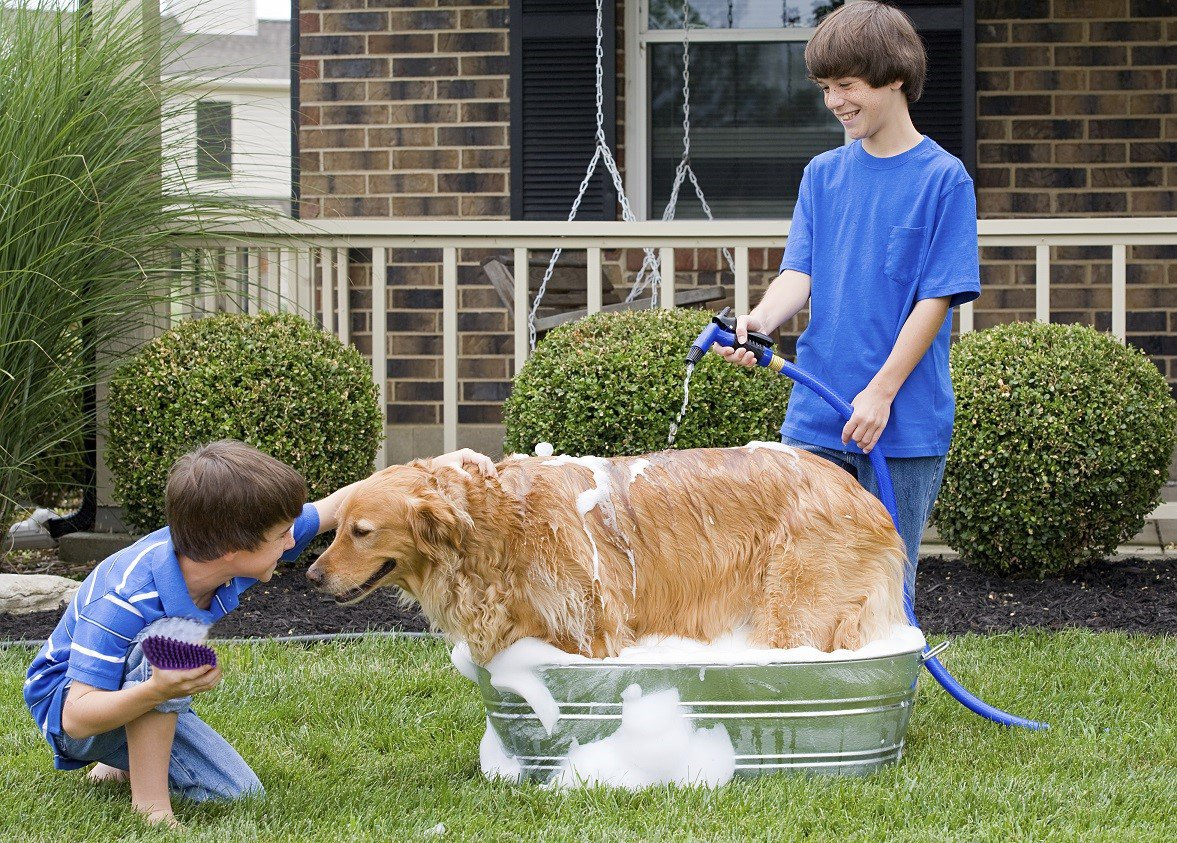 Foto 5 pulgar | Cepillo De Baño Y Masaje Para Mascotas Jieyou Para Perros Y Gatos Con Pantalones Cortos O L - Venta Internacional.