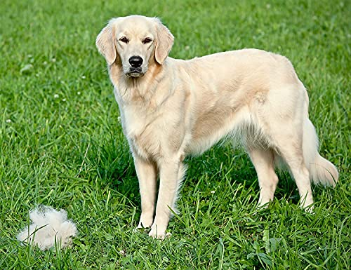Foto 4 | Cepillo Descascarillador DOGI con Rastrillo para Perros y Gatos - Venta Internacional