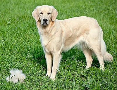 Foto 4 | Cepillo Descascarillador DOGI con Rastrillo para Perros y Gatos - Venta Internacional