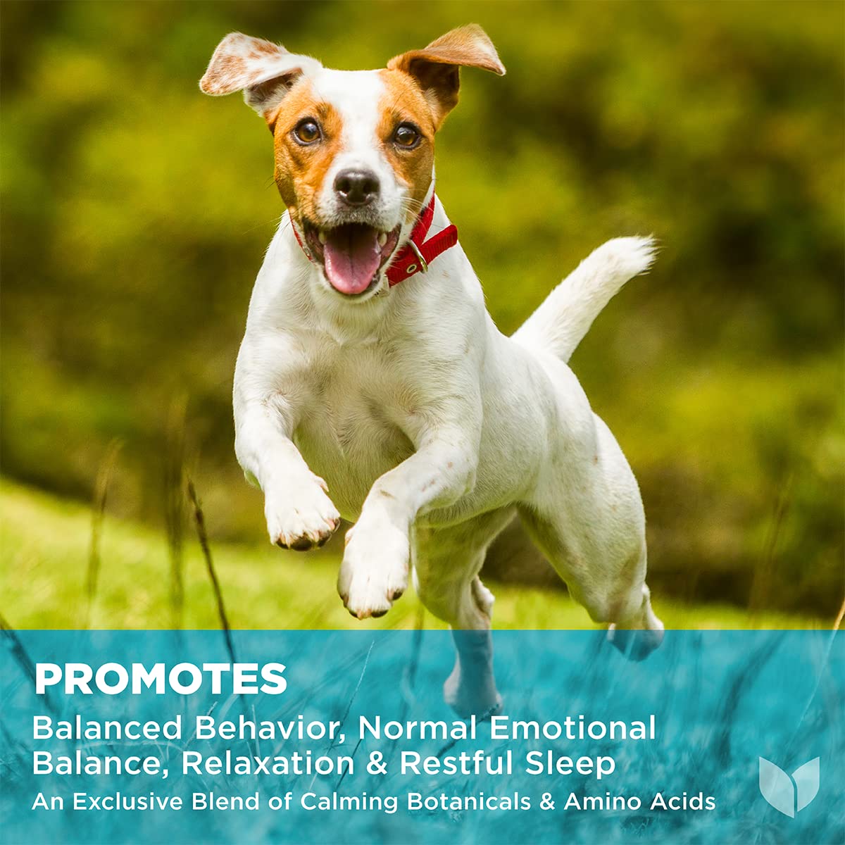 Foto 3 pulgar | Suplemento Hyland's Calm & Balance For Dogs 90 Soft Chews - Venta Internacional.