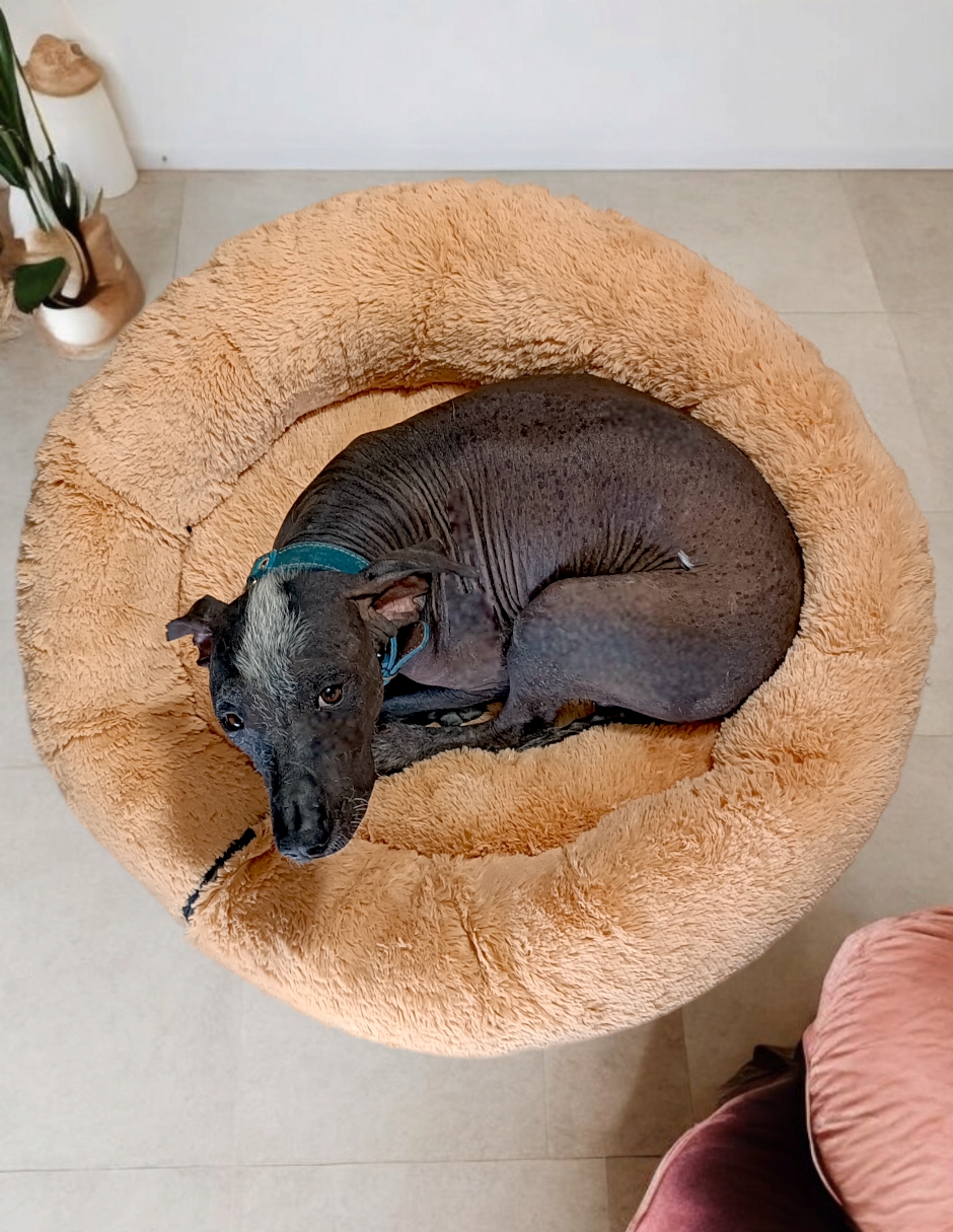 Foto 9 pulgar | Cama para Mascotas Lunics color Beige Jumbo Plus Confortable Antiestrés