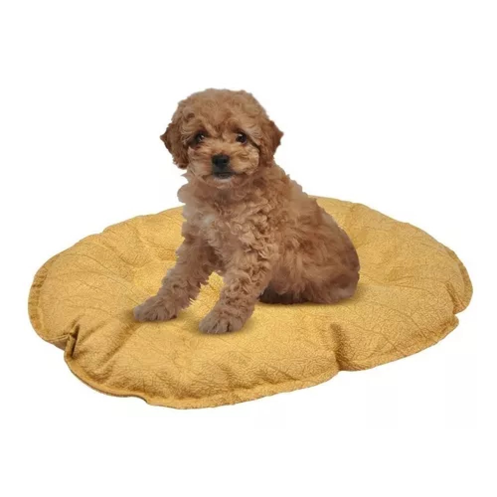 Foto 2 | Cojín Fancy Pets para Cama de Plástico para Perro Tamaño Chico Varios Colores