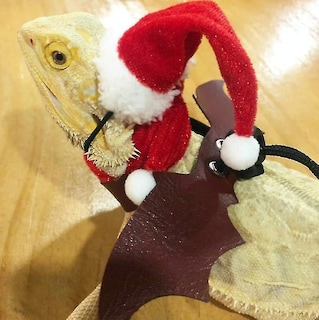 Foto 1 | Vestido Navideño Bird Cage Bird Baths Lizard Crawling Pet Out - Venta Internacional.
