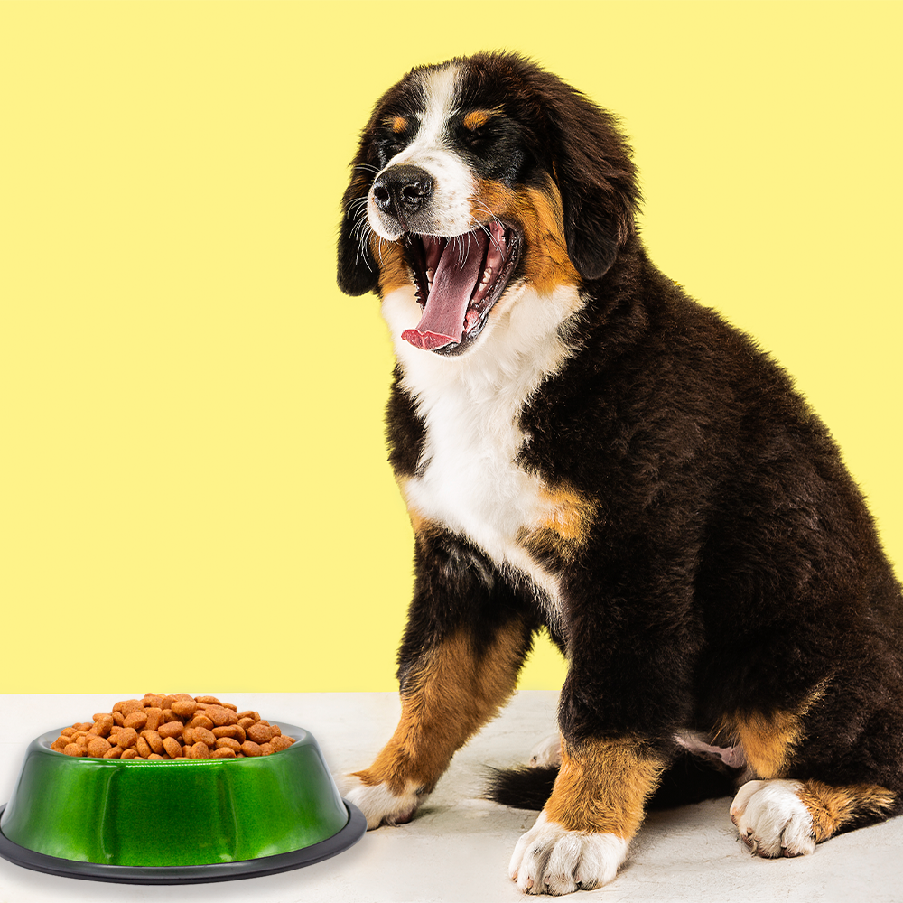 Foto 4 pulgar | Plato Para Perro Tazón Grande Verde Aluminio Antiderrapante