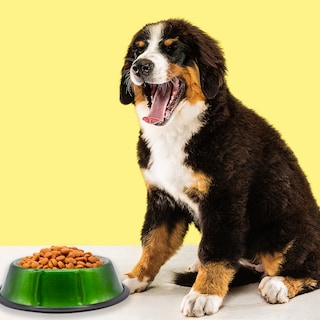 Foto 3 | Plato Para Perro Tazón Grande Verde Aluminio Antiderrapante