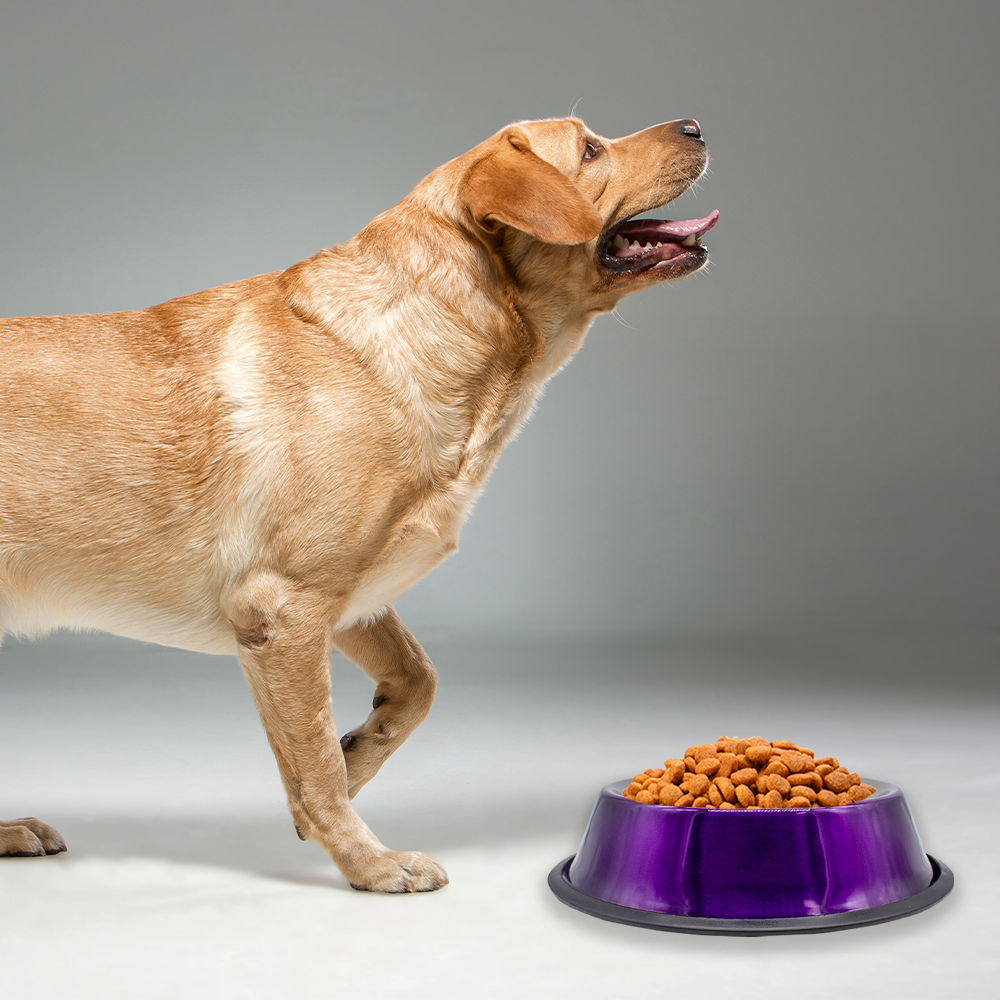 Foto 3 | Plato Para Perro Tazón Grande Púrpura Aluminio Antiderrapante