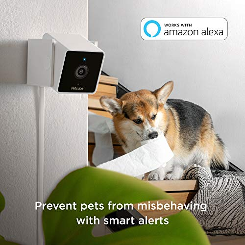 Foto 4 pulgar | Pack De 2 Cámaras Petcube Para Interiores, Wi-fi, Para Mascotas Y Cámaras De Seguridad - Venta Internacional.