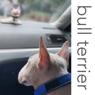 Foto 4 | Tapón De Puerta Jieyou Con Bonito Diseño De Perro Bull Terrier - Venta Internacional.