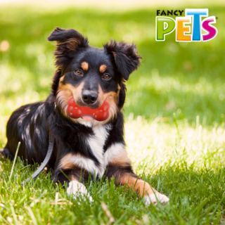Foto 4 | Juguete Extreme Hueso Fancy Pets