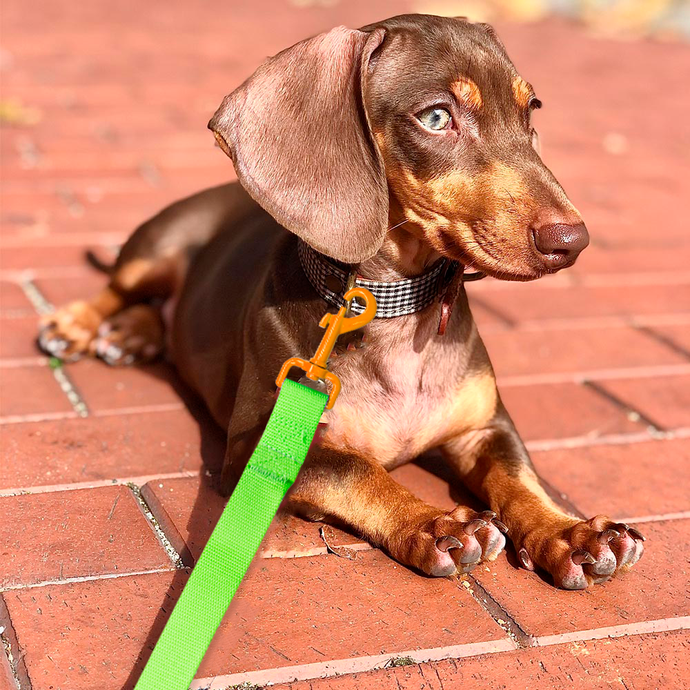 Foto 3 | Correa para Perro Retro color Verde con Gancho Naranja Neón Grande de Poliéster Pvc y Boche Plástico