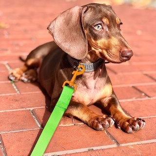 Foto 3 | Correa para Perro Retro color Verde con Gancho Naranja Neón Grande de Poliéster Pvc y Boche Plástico