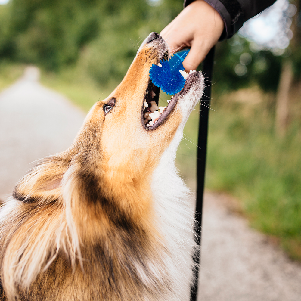 Foto 4 pulgar | Juguete para Perro Hueso Chillón color Azul Vinil Ergonómico