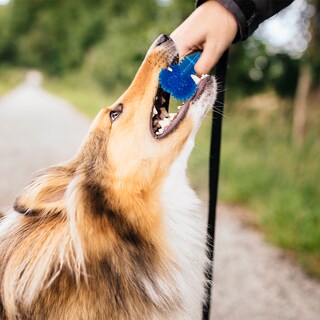 Foto 3 | Juguete para Perro Hueso Chillón color Azul Vinil Ergonómico