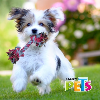 Foto 2 | Juguete de Hueso para Perro Fancy Pets FL7256 25 Cm Multicolor