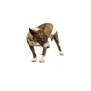 Foto 2 | Paquete Pañales para Perro Mediano con 12 Piezas Eo Safe Imports Esi-7915 Multicolor