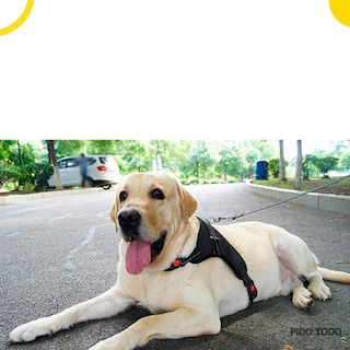 Foto 3 | Pechera Poli Pets con Correa Talla L 62 cm