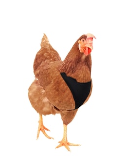 Foto 2 | Arnés Para Pollos Hamilton, Ajustable, Diseño De Gallo, Malla Suave, Negro - Venta Internacional.