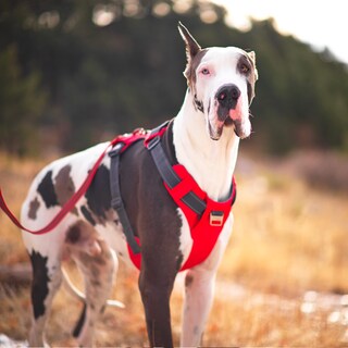 Foto 7 | Arnés Para Perros Outward Hound Boulder Adventure Rojo Pequeño - Venta Internacional.