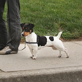 Foto 3 | Arnés Para Perros Petsafe Easy Walk Deluxe, Sin Tirón, Pequeño - Venta Internacional.
