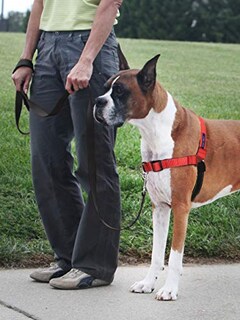 Foto 2 | Arnés Para Perros Petsafe Easy Walk Deluxe No Pull Rose Red - Venta Internacional.