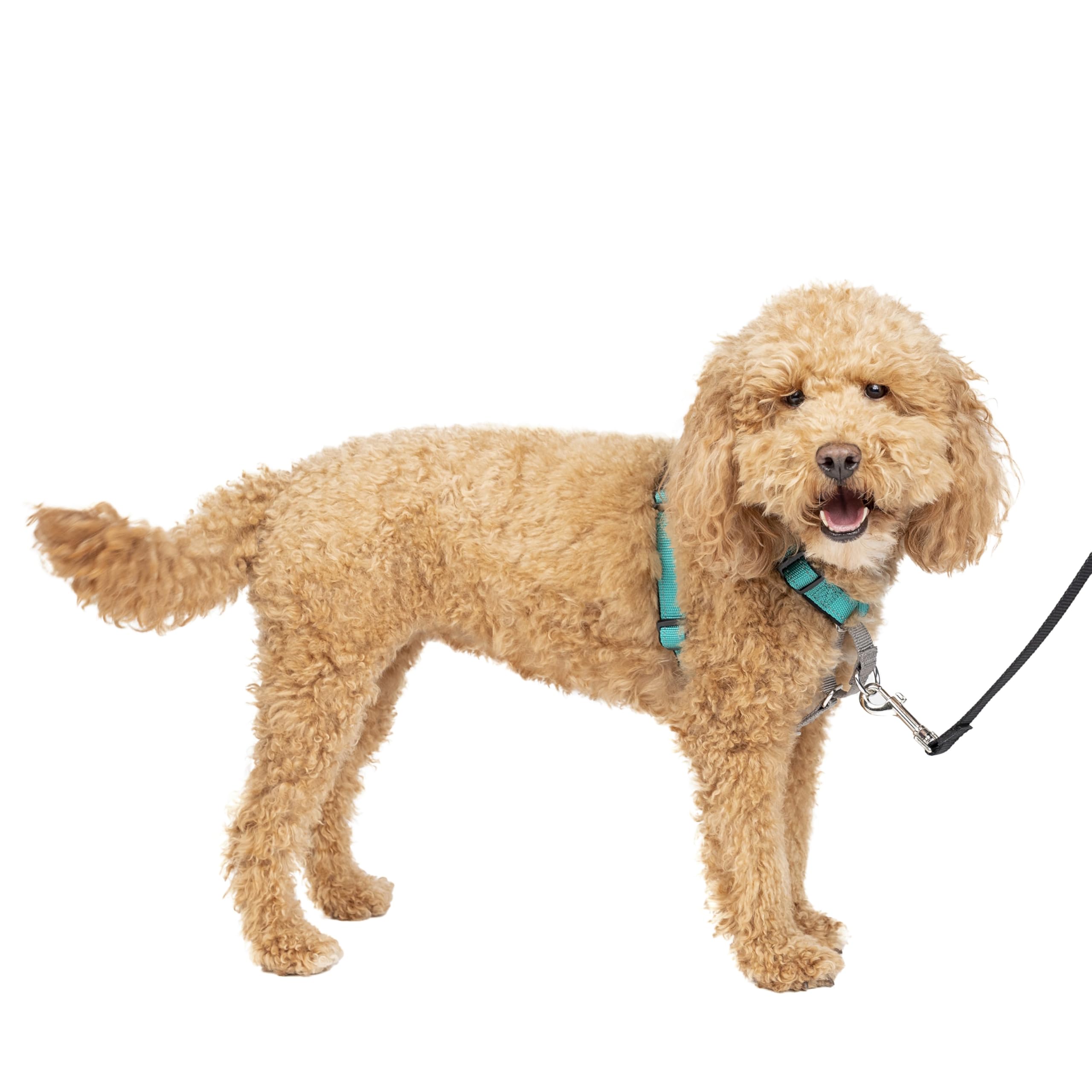 Arnés Para Perros Petsafe 3 En 1, Sin Tirones, Reflectante, Color Verde Azulado, Pequeño - Venta Internacional.