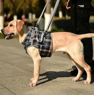 Foto 1 | Cinturón Auxiliar Para Perros Ancianos Discapacitados Lesionados Con Correas Para Piernas - Venta Internacional.