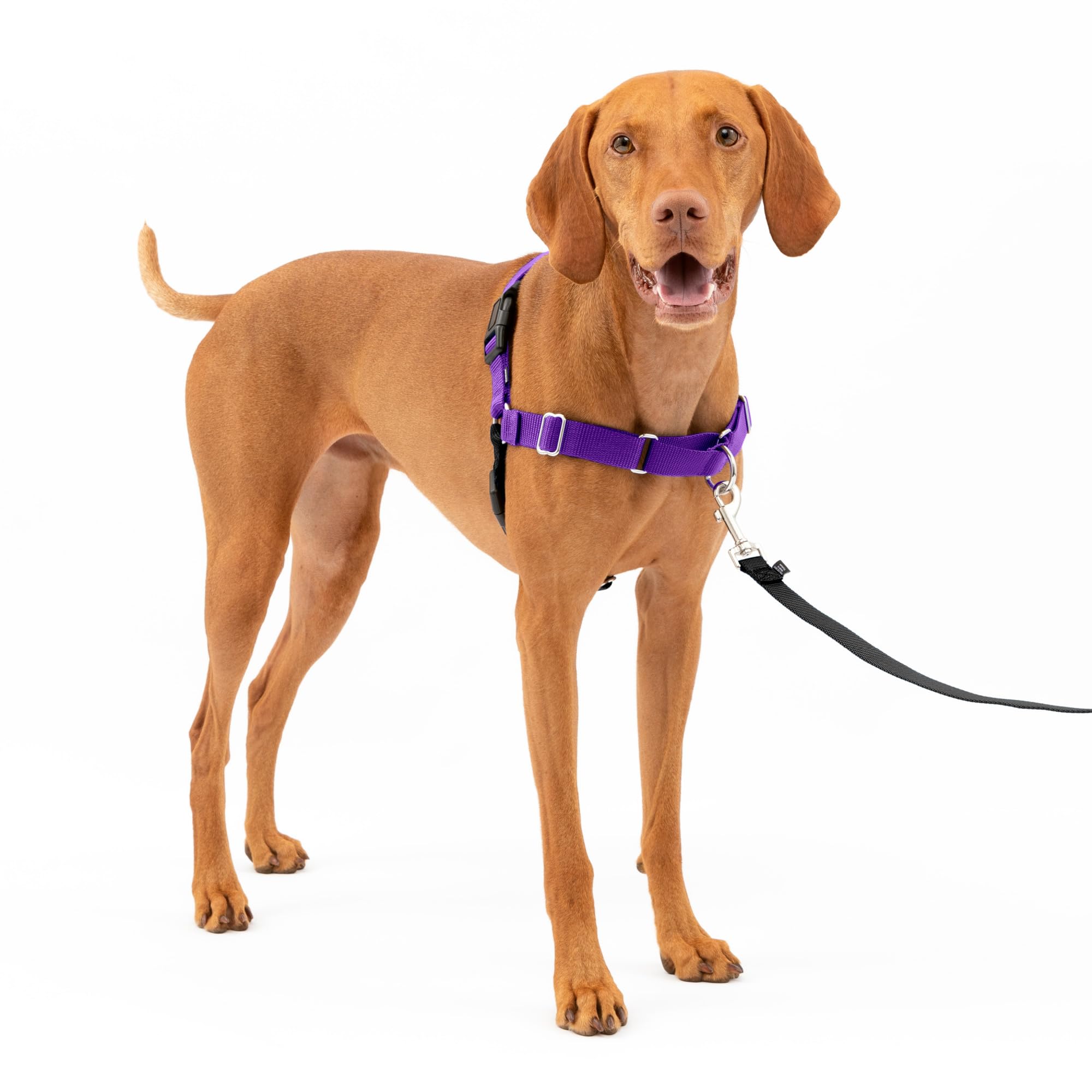 Foto 2 pulgar | Arnés Petsafe Easy Walk De Color Morado Oscuro Y Negro Para Perros Medianos - Venta Internacional.
