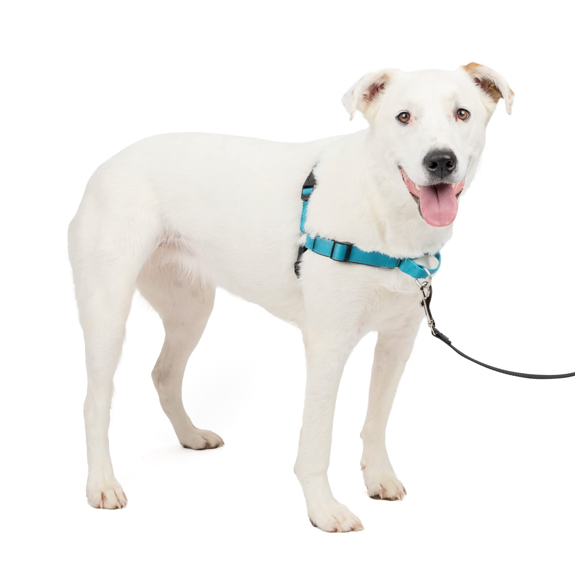 Arnés Para Perros Petsafe Easy Walk Deluxe No Pull Ocean Blue - Venta Internacional.
