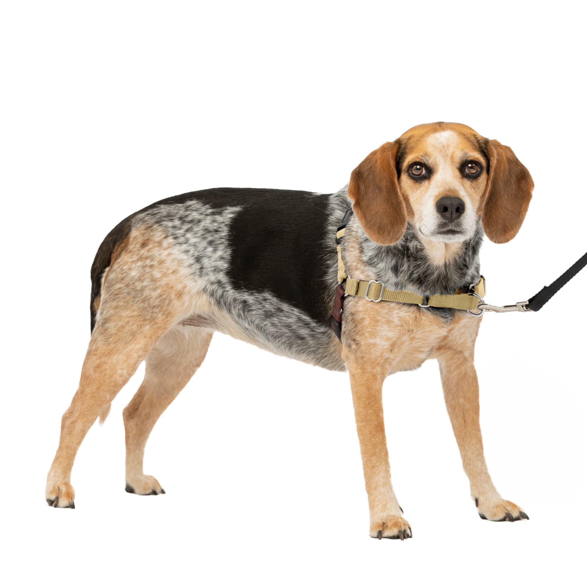Arnés Para Perros Petsafe Easy Walk, Sin Tirar, Tamaño Pequeño/mediano, Color Cervatillo Y Marrón - Venta Internacio