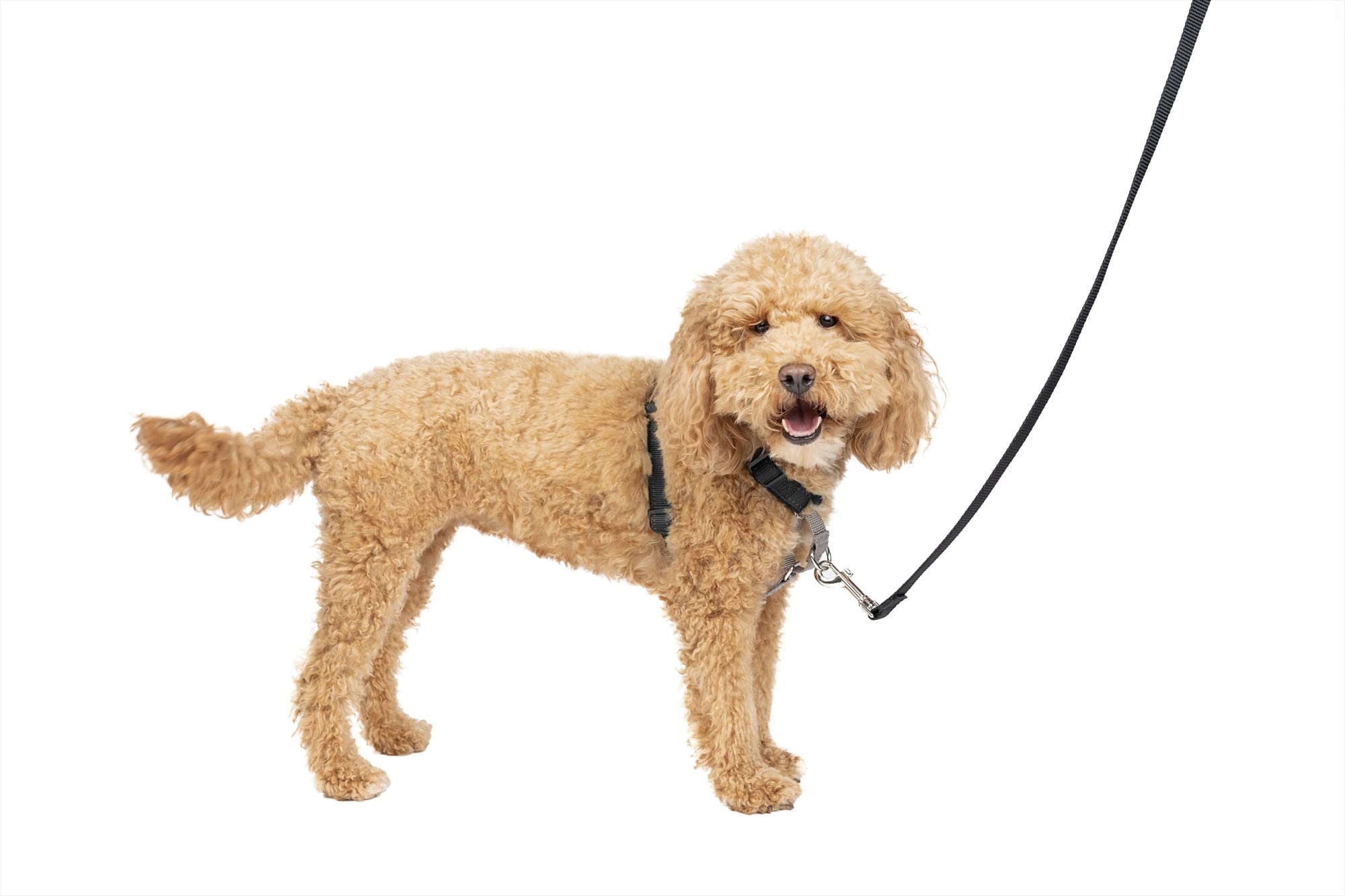 Arnés Para Perros Petsafe 3 En 1 Sin Tirones Para Perros Pequeños, Color Negro - Venta Internacional.