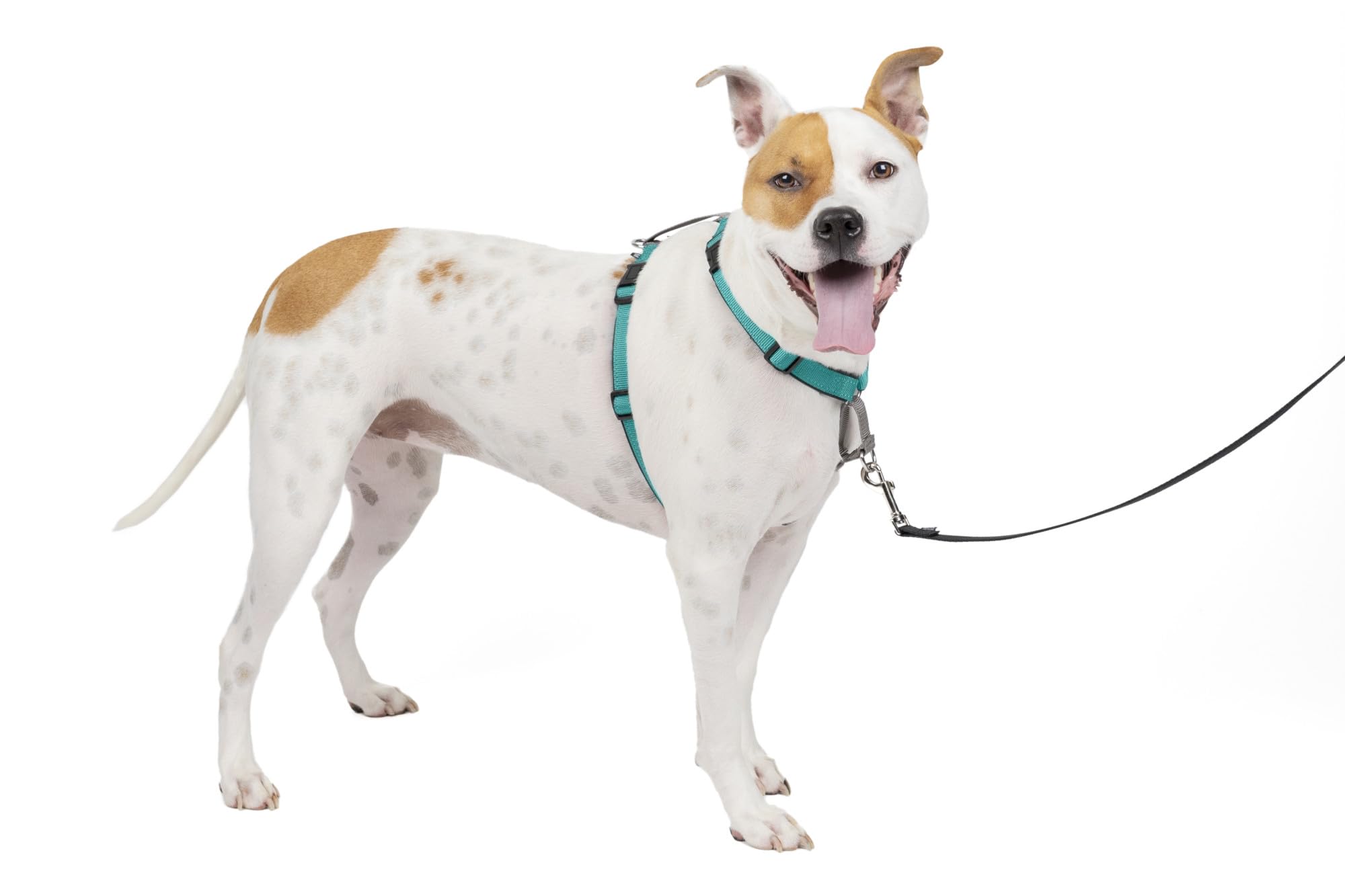 Arnés Para Perros Petsafe 3 En 1, Sin Tirones, Reflectante, Para Perros Medianos - Venta Internacional.