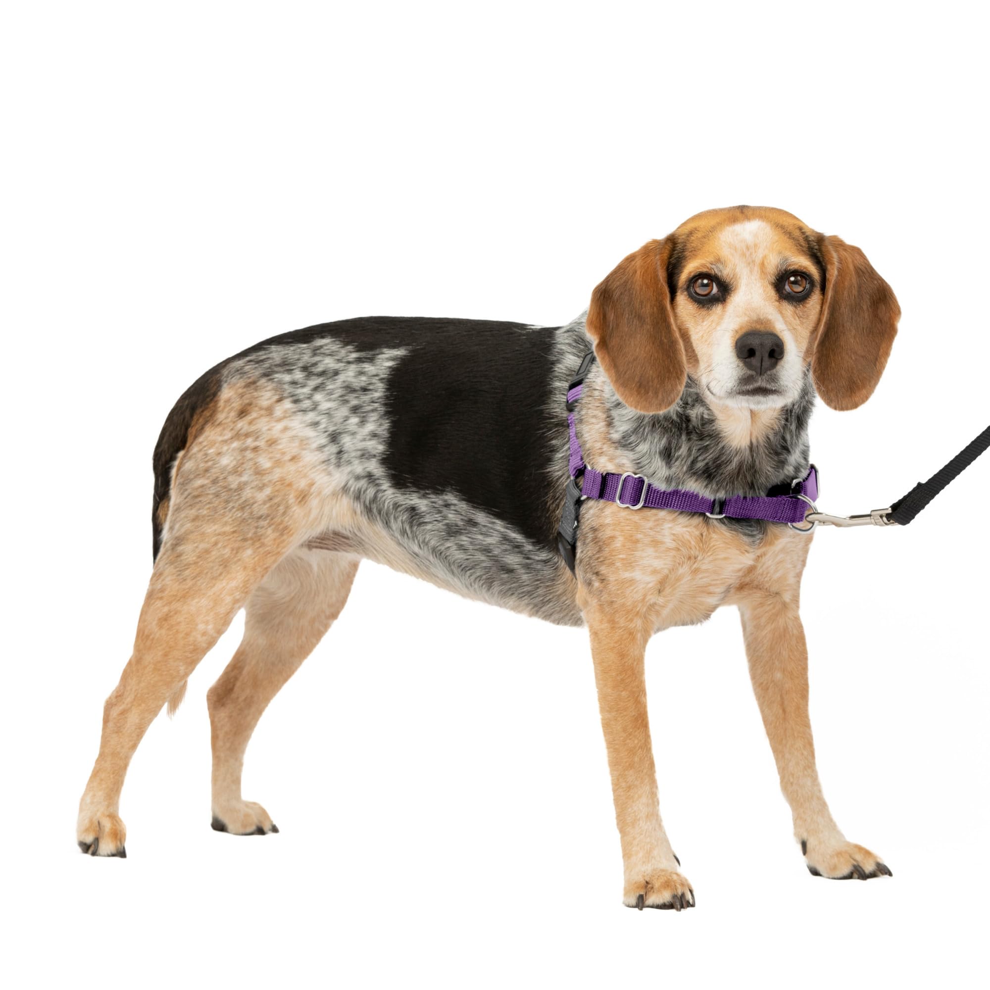 Arnés Para Perros Petsafe Easy Walk, Sin Tirar, Tamaño Pequeño/mediano, Morado - Venta Internacional.