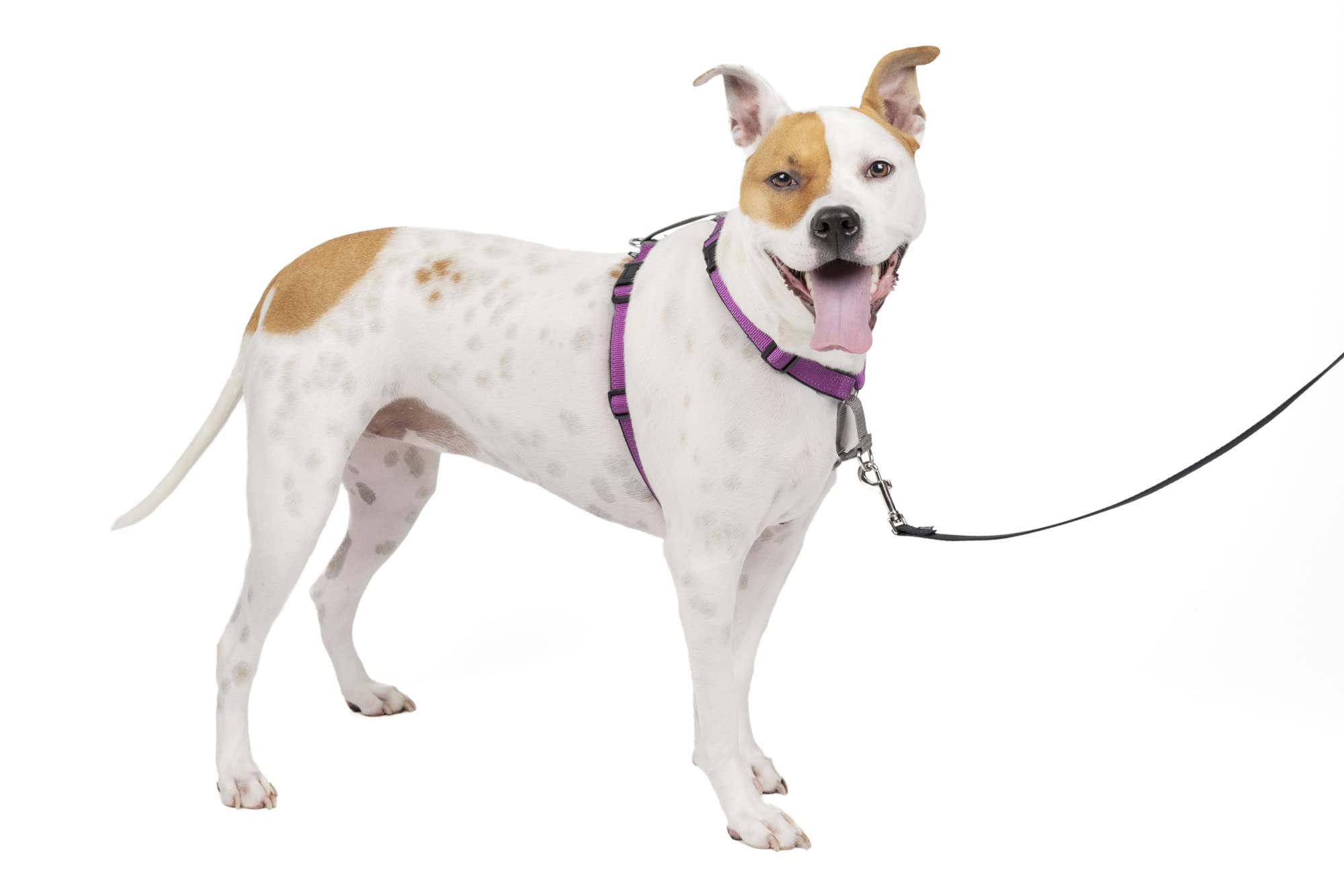 Arnés Para Perros Petsafe 3 En 1, Sin Tirones, Reflectante, Color Ciruela, Tamaño Mediano - Venta Internacional.