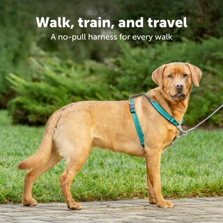 Foto 2 | Arnés Para Perros Petsafe 3 En 1, Sin Tirones, Reflectante, Color Ciruela, Tamaño Mediano - Venta Internacional.