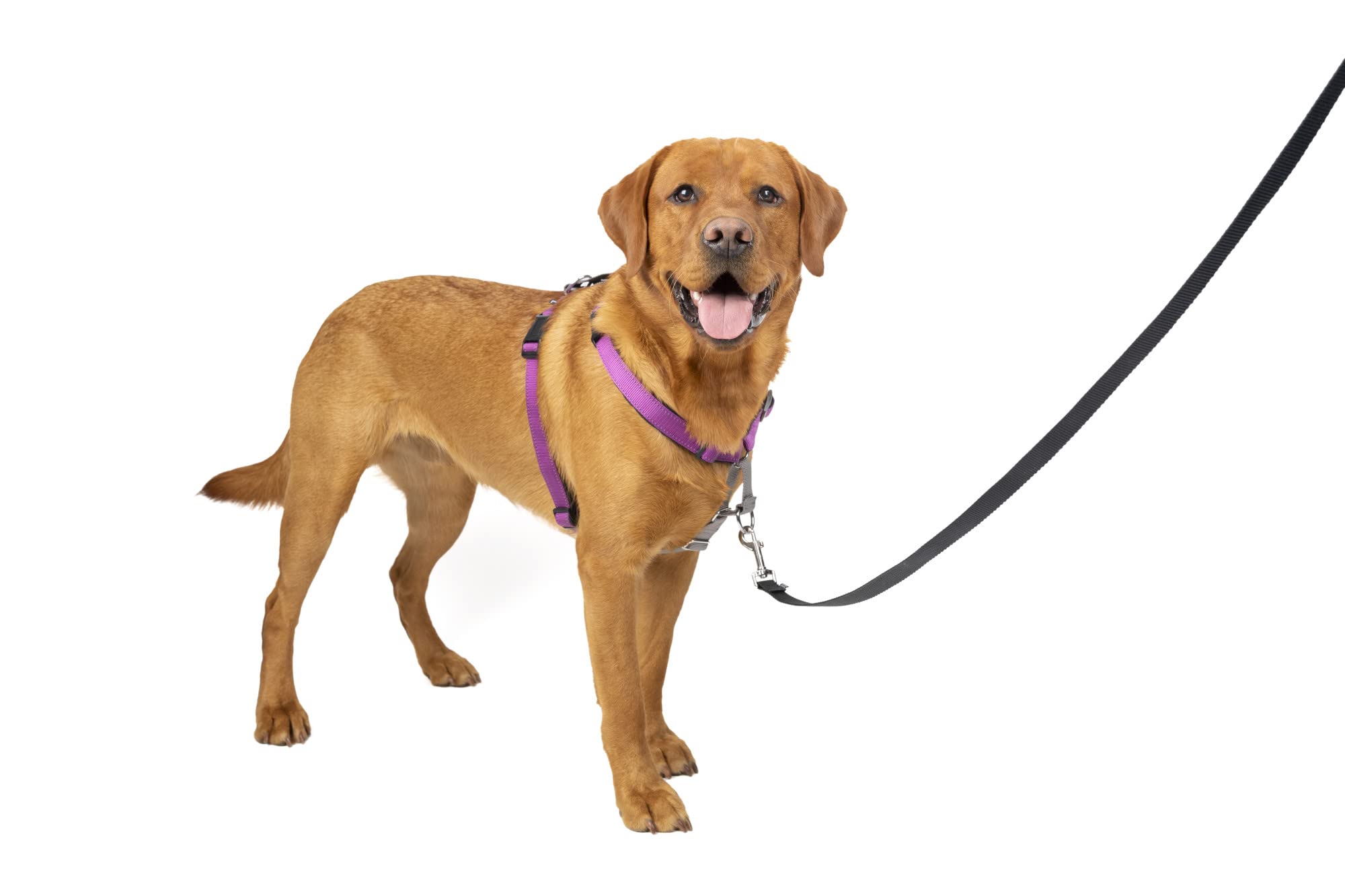 Arnés Para Perros Petsafe 3 En 1, Sin Tirones, Reflectante, Color Ciruela, Tamaño Grande - Venta Internacional.