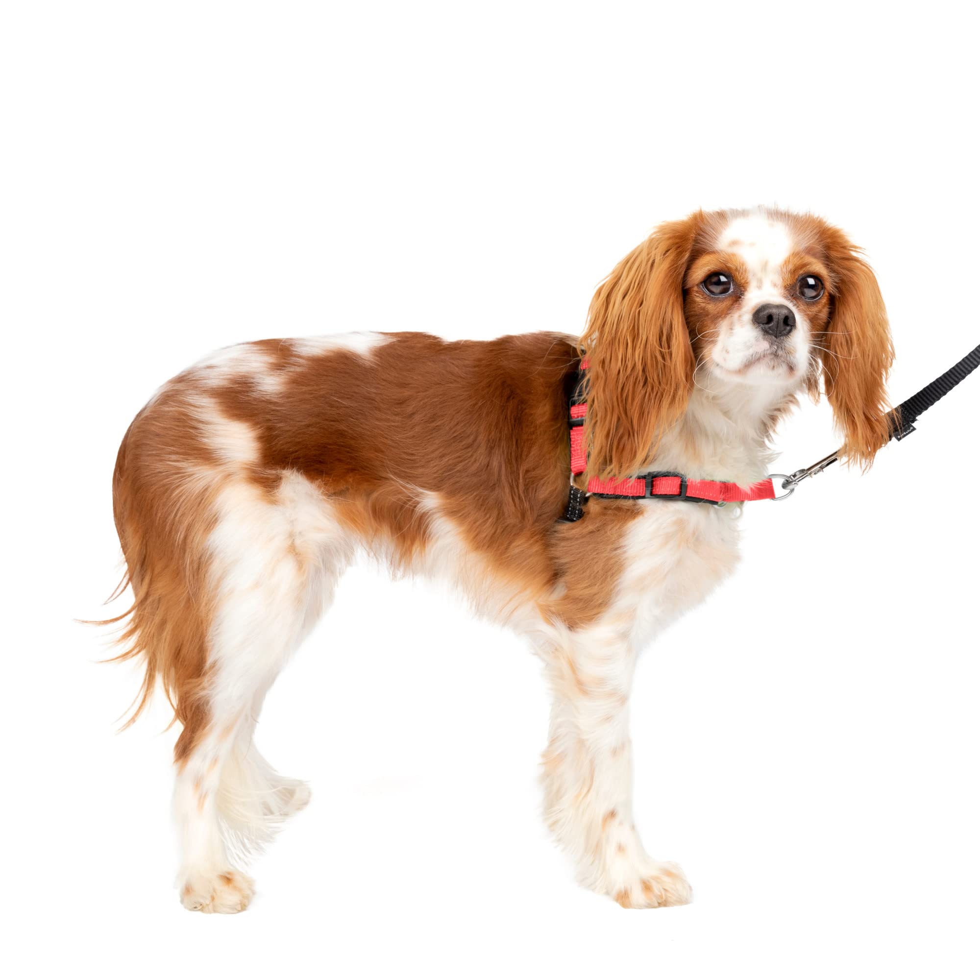 Arnés Para Perros Petsafe  Deluxe Easy Walk  Sin Tracción, Rosa Pequeña - Venta Internacional.