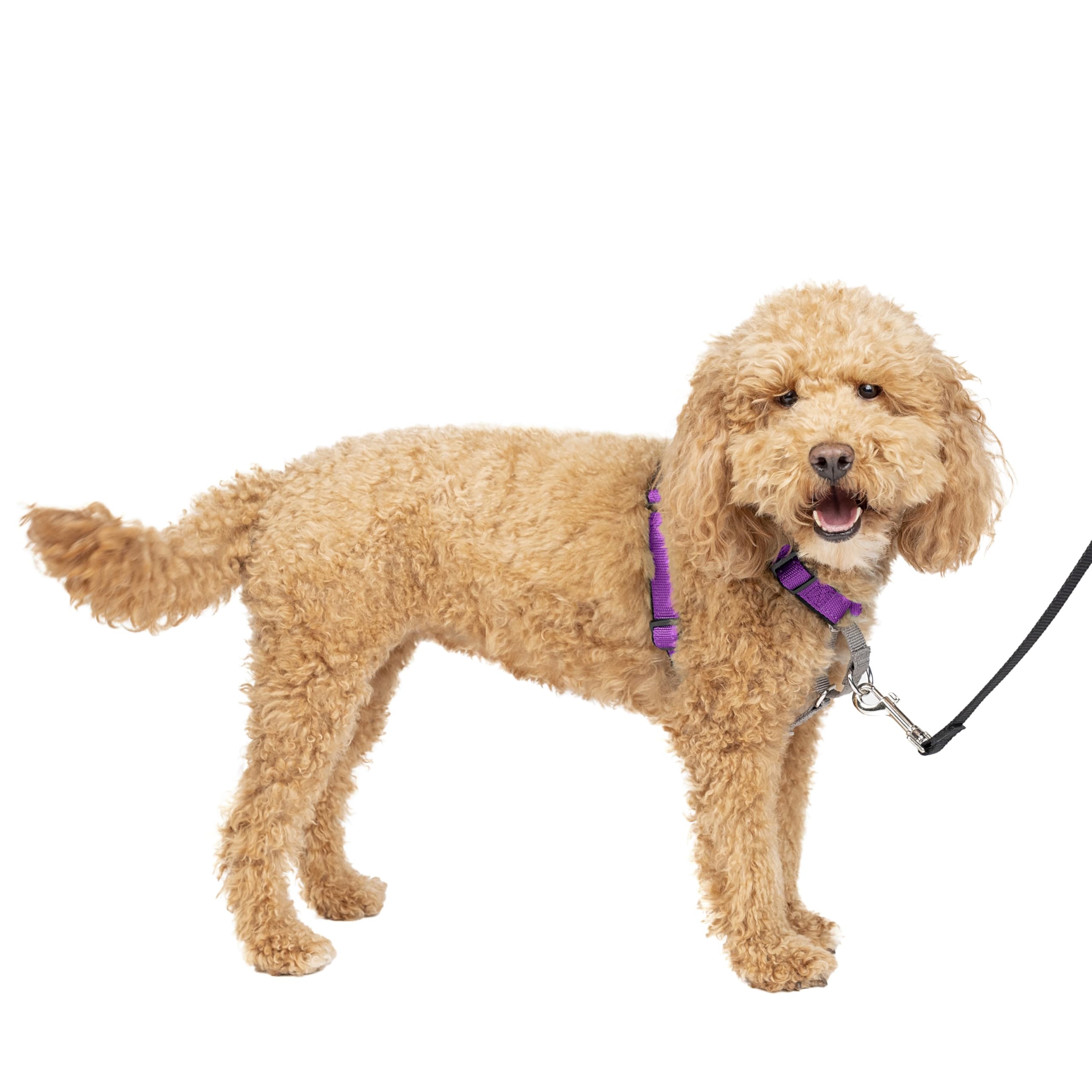 Arnés Para Perros Petsafe 3 En 1, Sin Tirones, Reflectante, Color Ciruela, Pequeño - Venta Internacional.