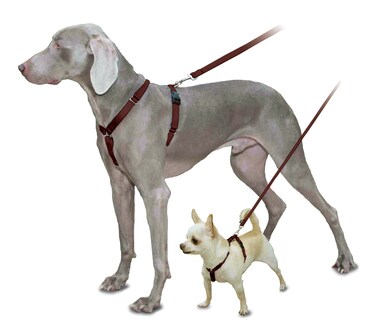 Foto 3 | Arnés Para Perros Petsafe Surefit Brown 3/8 Petite - Venta Internacional.
