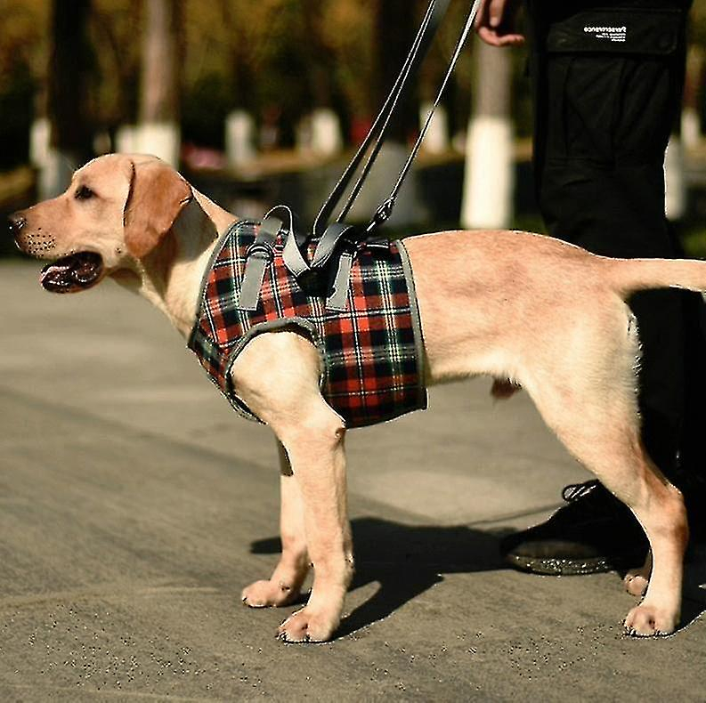 Jaula Para Pájaros, Correas Para Piernas De Mascotas, Cinturón Para Perros Discapacitados Y Heridos - Venta Internac
